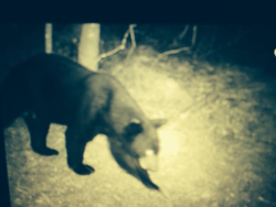 Experience the thrill of bear hunting in Virginia!